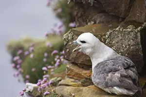 Fulmarus Glacialis Prints: Northern fulmar (Fulmarus glacialis) sitting in a rocky niche in front of a flower-covered grass cushion