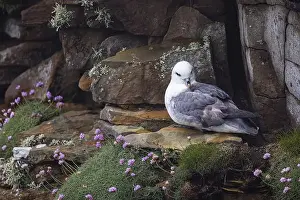Northern Fulmar Prints: Northern fulmar (Fulmarus glacialis) sitting in a rocky niche in front of a flower-covered grass cushion