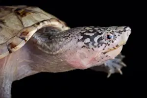 Musk Turtle Prints: Northern giant musk turtle (Staurotypus triporcatus)