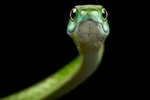 Tree Snake Prints: Northern Green Bush Snake (Philothamnus irregularis)
