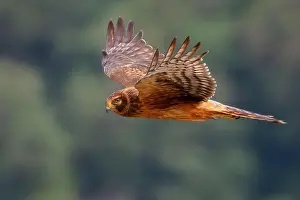 Enhanced Prints: A Northern Harrier Hawk flying over the marshlands at Billy Frank Jr
