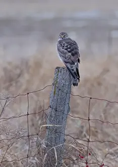 Harrier Prints: Northern Harrier male sitting on a post on a winter day in Canada
