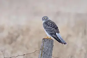 Harrier Prints: Northern Harrier male sitting on a post on a winter day in Canada