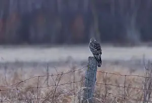 Harrier Prints: Northern Harrier male sitting on a post on a winter day in Canada