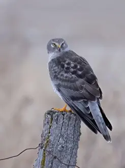 Harrier Prints: Northern Harrier male sitting on a post on a winter day in Canada