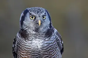 Hawk Owl Prints: Northern Hawk-Owl closeup perched on a post in winter in Canada