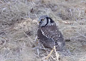 Hawk Owl Prints: Northern Hawk-Owl hunting from the ground in a Canadian winter