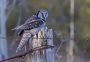 Hawk Owl Prints: Northern Hawk-Owl perched on a post in winter in Canada