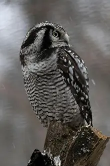 Central American Prints: Northern hawk-owl Under snow, winter (Surnia ulula)