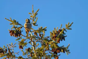 Surnia Ulula Prints: Northern Hawk Owl (Surnia ulula), Ladner, British Columbia, Canada