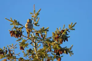 Surnia Ulula Prints: Northern Hawk Owl (Surnia ulula), Ladner, British Columbia, Canada