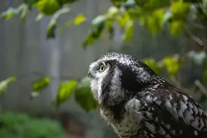 Central American Prints: Northern hawk-owl (Surnia ulula). Wild life animal. looking for pray