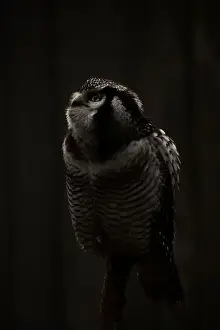 Hawk Owl Prints: Northern hawk-owl (Surnia ulula). black background