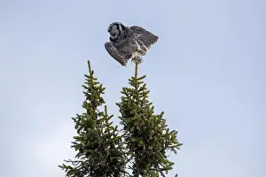 Strigiformes Prints: Northern Hawk Owl (Surnia ulula) in the boreal forest of Saskatchewan