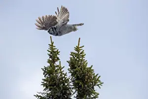 Strigiformes Prints: Northern Hawk Owl (Surnia ulula) in the boreal forest of Saskatchewan
