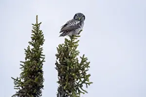 Strigiformes Prints: Northern Hawk Owl (Surnia ulula) in the boreal forest of Saskatchewan
