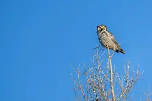 Strigiformes Prints: Northern Hawk Owl (Surnia ulula) in the boreal forest of Saskatchewan