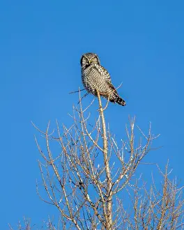 Strigiformes Prints: Northern Hawk Owl (Surnia ulula) in the boreal forest of Saskatchewan