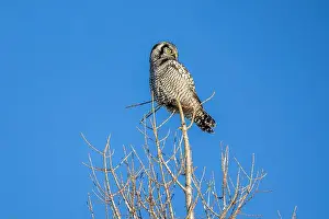 Strigiformes Prints: Northern Hawk Owl (Surnia ulula) in the boreal forest of Saskatchewan