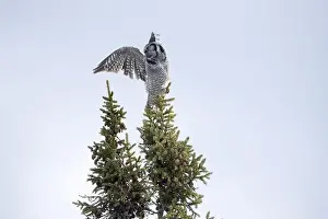 Strigiformes Prints: Northern Hawk Owl (Surnia ulula) in the boreal forest of Saskatchewan
