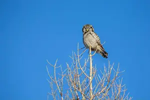 Strigiformes Prints: Northern Hawk Owl (Surnia ulula) in the boreal forest of Saskatchewan