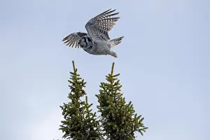 Strigiformes Prints: Northern Hawk Owl (Surnia ulula) in the boreal forest of Saskatchewan