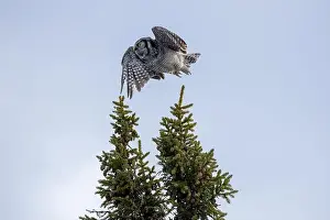 Strigiformes Prints: Northern Hawk Owl (Surnia ulula) in the boreal forest of Saskatchewan