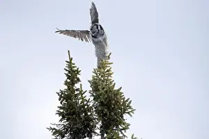 Strigiformes Prints: Northern Hawk Owl (Surnia ulula) in the boreal forest of Saskatchewan