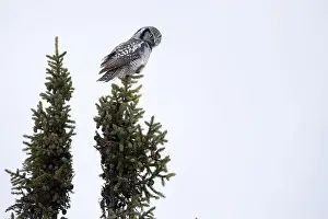 Strigiformes Prints: Northern Hawk Owl (Surnia ulula) in the boreal forest of Saskatchewan