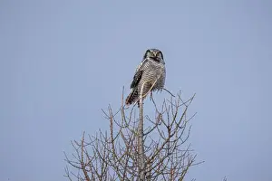 Strigiformes Prints: Northern Hawk Owl (Surnia ulula) in the boreal forest of Saskatchewan