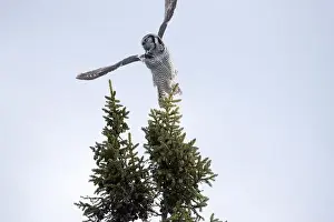 Strigiformes Prints: Northern Hawk Owl (Surnia ulula) in the boreal forest of Saskatchewan