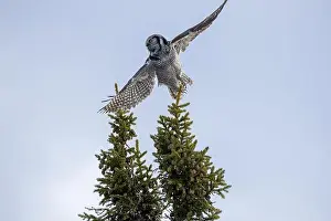 Strigiformes Prints: Northern Hawk Owl (Surnia ulula) in the boreal forest of Saskatchewan