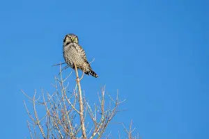 Strigiformes Prints: Northern Hawk Owl (Surnia ulula) in the boreal forest of Saskatchewan