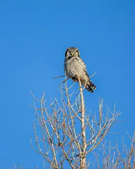 Strigiformes Prints: Northern Hawk Owl (Surnia ulula) in the boreal forest of Saskatchewan