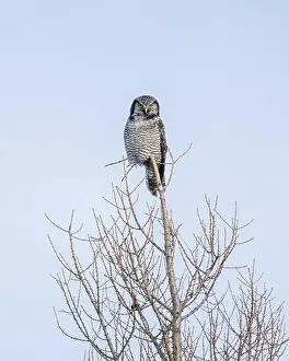 Strigiformes Prints: Northern Hawk Owl (Surnia ulula) in the boreal forest of Saskatchewan