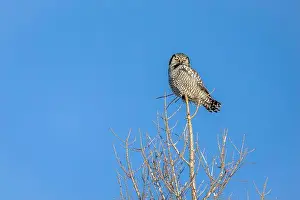 Strigiformes Prints: Northern Hawk Owl (Surnia ulula) in the boreal forest of Saskatchewan