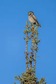 Strigiformes Prints: Northern Hawk Owl (Surnia ulula) in the boreal forest of Saskatchewan