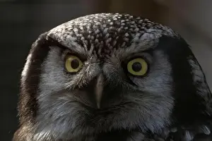 Central American Prints: Northern hawk-owl (Surnia ulula). close up