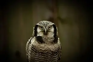 Central American Prints: Northern hawk-owl (Surnia ulula). Looking to you