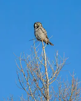 Strigiformes Prints: A Northern Hawk Owl (Surnia ulula) perched on tree in the Boreal Forest of Northern Canada