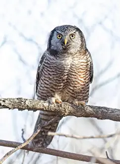 Hawk Owl Prints: Northern Hawk-Owl (Surnia ulula) perched in a tree hunting in winter in Canada