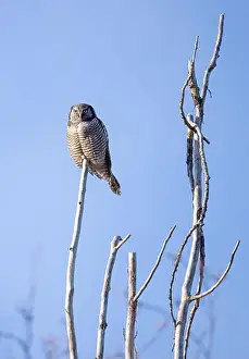 Hawk Owl Prints: Northern Hawk-Owl (Surnia ulula) perched in a tree hunting in winter in Canada