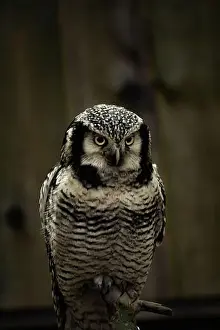 Central American Prints: Northern hawk-owl (Surnia ulula). searching for food