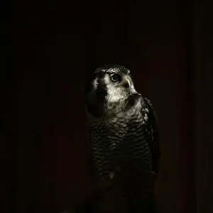 Central American Prints: Northern hawk-owl (Surnia ulula). Wild life animal
