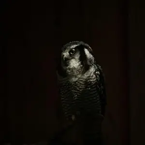Central American Prints: Northern hawk-owl (Surnia ulula). Wild life animal