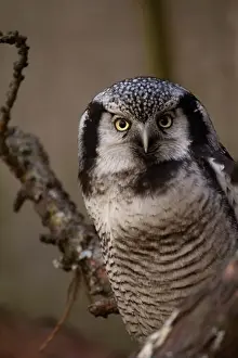 Central American Prints: Northern hawk-owl (Surnia ulula). Wild life animal