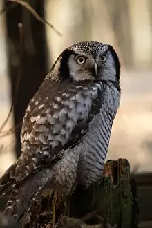Central American Prints: Northern hawk-owl (Surnia ulula). Wild life animal