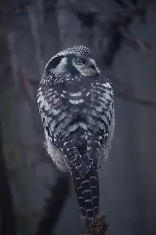 Hawk Owl Prints: Northern hawk-owl (Surnia ulula). Wildlife bird