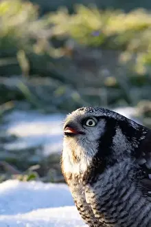 Central American Prints: Northern hawk-owl (Surnia ulula).sunny day