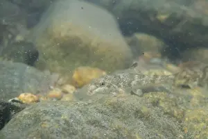 River Ecosystem Prints: Northern hogsucker foraging on a riverbed